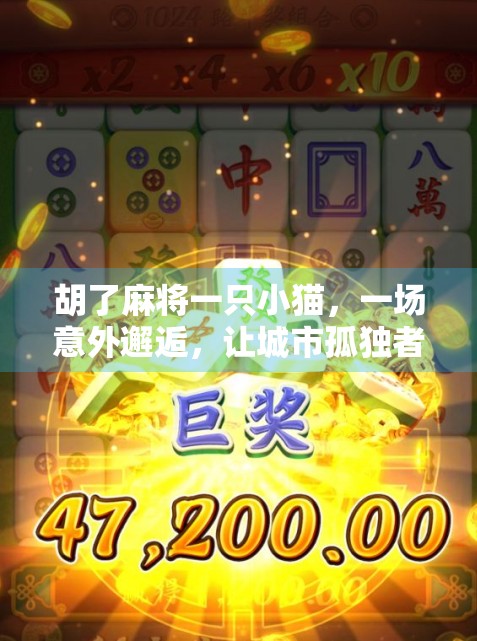 胡了麻将一只小猫，一场意外邂逅，让城市孤独者找到了温暖的归宿